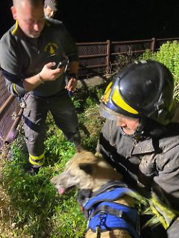 Cane cade in un pozzo all'Interno di una scuola, salvato in extremis dai Vigili del fuoco