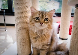 Il gatto, 7 falsi miti da sfatare