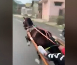 Corsa clandestina di cavalli a Brancaccio ripresa e postata su Tik Tok