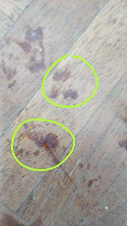 Catania: centro storico invaso da ratti