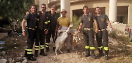 Capra precipitata all'interno di un pozzo profondo 15 metri: salvata