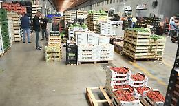 Frutta e verdura alle stelle: «Ma se il pomodoro Piccadilly sta a 50 cent?». Viaggio al Maas, il mercato più grande di Sicilia