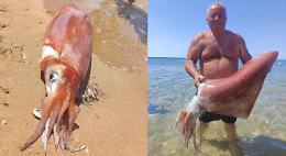 Calamaro gigante pescato a Triscina: «L'ho preso a mani nude»
