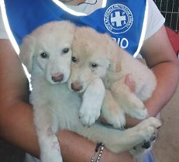 Bambina salva due cagnolini dalla morte, menzione del sindaco