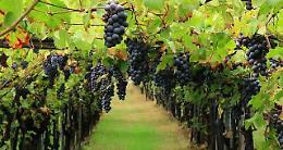 Naro, atto vandalico in un vigneto