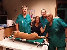 Lampedusa, numeri importanti per la sterilizzazione di cani e gatti