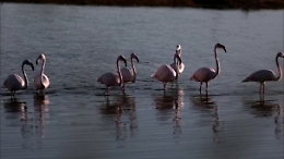Lo spettacolo dei fenicotteri rosa a Ostia, oggi una giornata di osservazioni con il binocolo