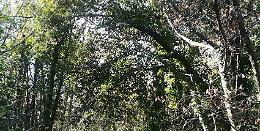 Esce per fare jogging nel bosco ma viene trovato morto il giorno dopo