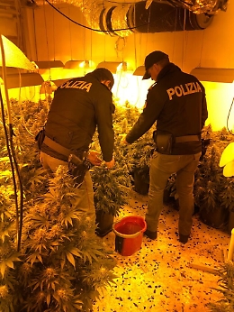 Palermo, coltivava marijuana a due passi dal commissariato: arrestato
