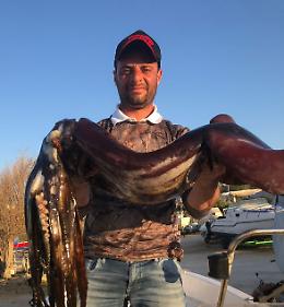 Siracusa: pescato totano gigante di oltre 11 Kg