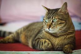 L'App che misura il dolore dei gatti arriva dal Giappone