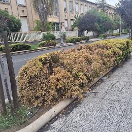 Catania, piante secche in Viale Regina Margherita