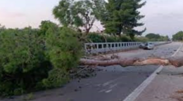 Morì per la caduta di un pino sull'A20, chiesto il rinvio a giudizio per sette persone