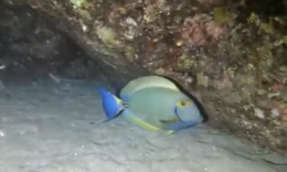 Nuova specie di pesce chirurgo scoperta nel mare del Ragusano: è la prima volta nelle acque italiane