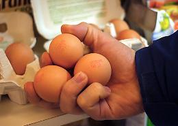 Uova: ecco quante consumarne alla settimana e a quali condizioni