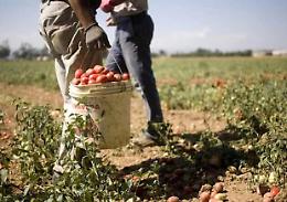 Aumentano i giovani occupati nei campi: in Sicilia 6.100 aziende condotte da under35