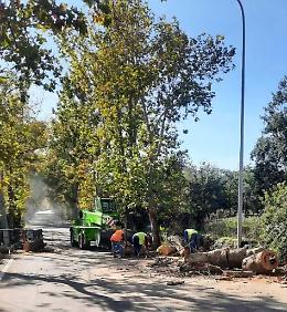 Viagrande, si abbattono i platani del viale alberato. «A rischio crollo». Diffida di Legambiente: «Patrimonio paesaggistico»