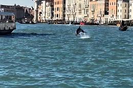 "Mimmo" il delfino guidato verso il mare aperto: lascia il bacino di San Marco