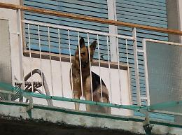 Solo su un balcone fino alla fine: giustizia per un cane precipitato dal terzo piano e morto 

