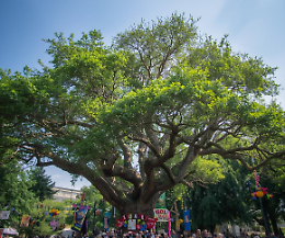 Festa dell'albero 2025: 69 scuole siciliane finanziate per visite didattiche nei boschi