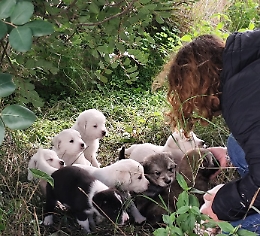 Scicli, ritrovati 13 cuccioli: &egrave; emergenza randagismo