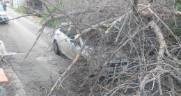 L'albero crolla all'improvviso e finisce sull'auto: quattro giovani feriti a Palermo
