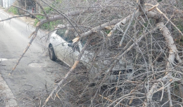 Palermo, l'auto colpita dal crollo di un albero in via San Martino: l'intervento del Comune, pagheranno i privati