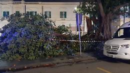 Burrasca a Messina: caduti alberi, divieto di sosta nelle aree alberate 