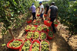&ldquo;Facciamo tutto noi&rdquo;: la sfida dei vignaioli indipendenti siciliani
