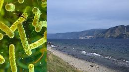 Vibrio vulnificus, il &ldquo;batterio mangiacarne&rdquo; nello Stretto: cosa sappiamo davvero e quanto &egrave; il rischio in Sicilia