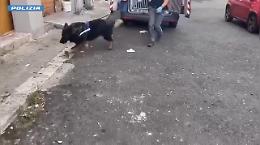 Cani antidroga fiutano sostanza in una cantina: 16enne arrestato a Catania 