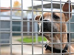 A Caltanissetta ci sono "800 cani all&rsquo;ergastolo" e si spendono 900 mila euro l'anno