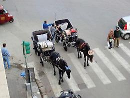 &laquo;Il caldo non &egrave; una calamit&agrave; naturale&raquo;, tutte le ombre del sussidio da 1.500 euro ai vetturini di Palermo