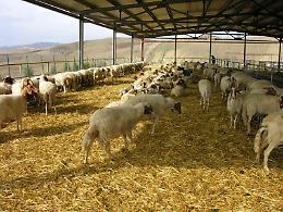 C'&egrave; un territorio in Sicilia "brucellosi free", ecco dove si trova e come &egrave; stato raggiunto questo ambito obiettivo