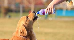 Ancora allerta rossa a Palermo, domani si sfioreranno i 40 gradi