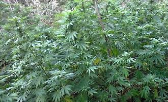 Marijuana