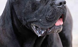 Strage di cani e gatti in via Pitr&egrave;, allarme del consigliere Abbate