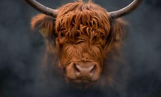 Incornato da un toro, agricoltore muore tra Gangi e Geraci Siculo