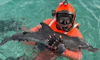 Cucciolo di delfino in difficolt&agrave; a Magaggiari: tratto in salvo dalla Capitaneria di Terrasini e liberato a Capo Rama