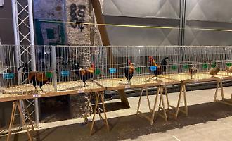 Il concorso di "bellezza" per piccioni e galline nelle sale dei libri