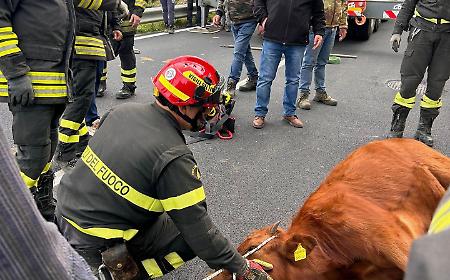 Vitello caduto in un pozzo profondo 5 metri recuperato dai vigili del fuoco