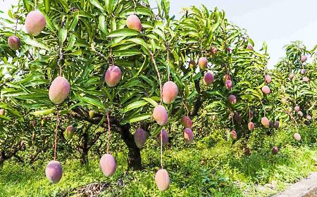 Rubano 120 chili di mango in un'azienda agricola a Balestrate: arrestati padre, figlio e un complice
