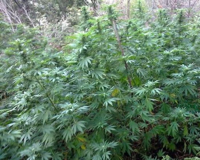 Marijuana