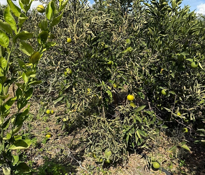 Burrasche e freddo azzerano gli agrumeti della piana di Catania: appello urgente alla Regione Siciliana