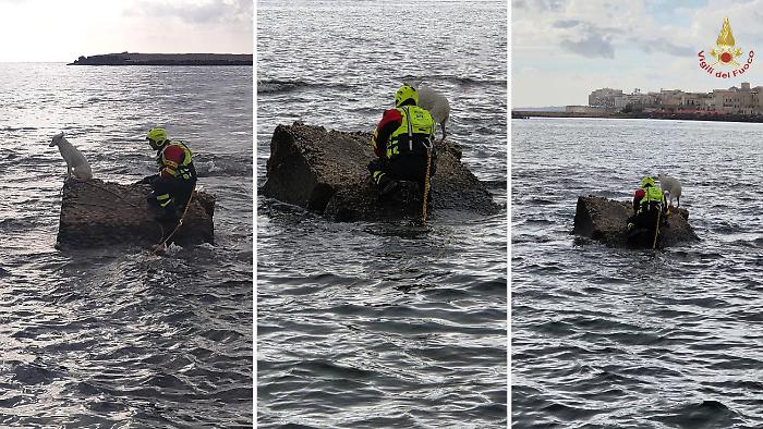 Un altro cagnolino  salvato dai vigili del fuoco in mezzo al mare: stavolta è successo a Siracusa