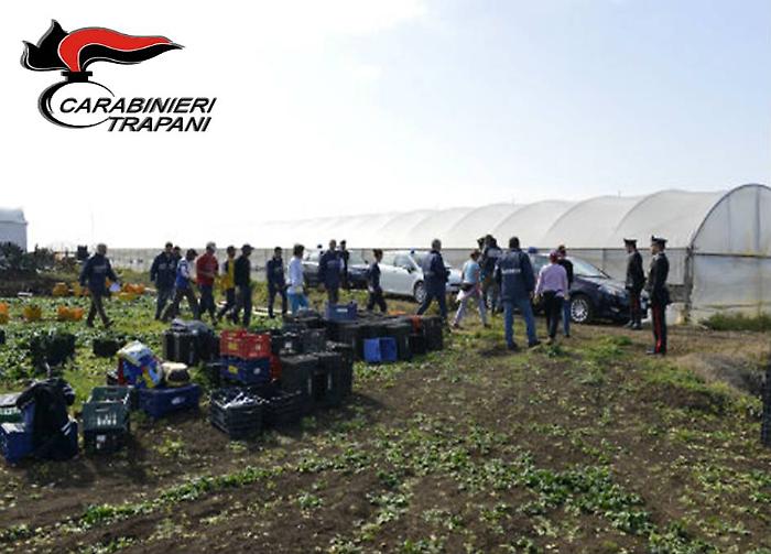 Campagna Olearia 2025: controlli serrati, arresti e denunce nel Trapanese