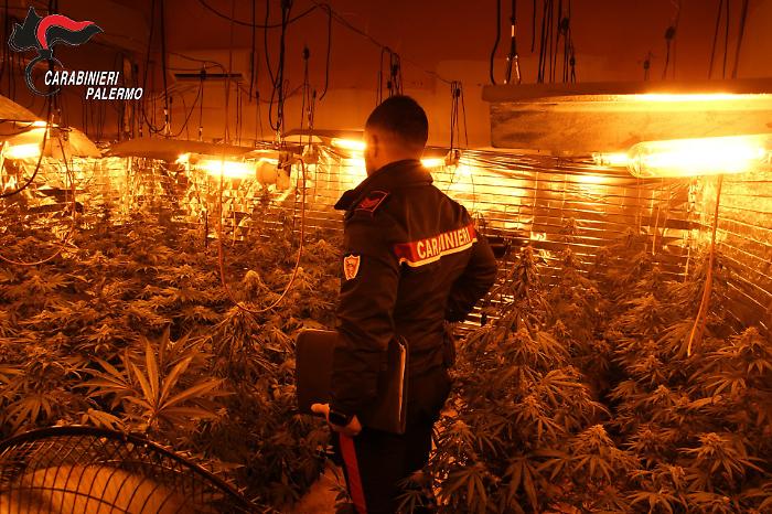 Carini, scoperta una serra indoor per la coltivazione di marijuana: tre denunce e furto di energia per 136mila euro
