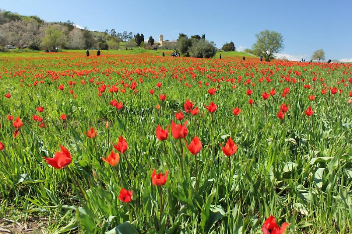 Il mistero dei tulipani di Blufi, ecco la verit&agrave; scientifica