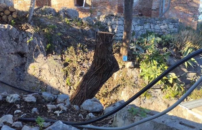 Legambiente: &laquo;Basta abbattimenti, serve un regolamento per salvare il paesaggio di Taormina&raquo;