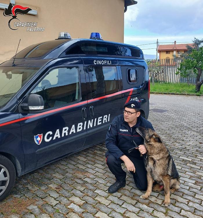 Ron va in pensione: il cane antidroga dei carabinieri che beffava gli spacciatori